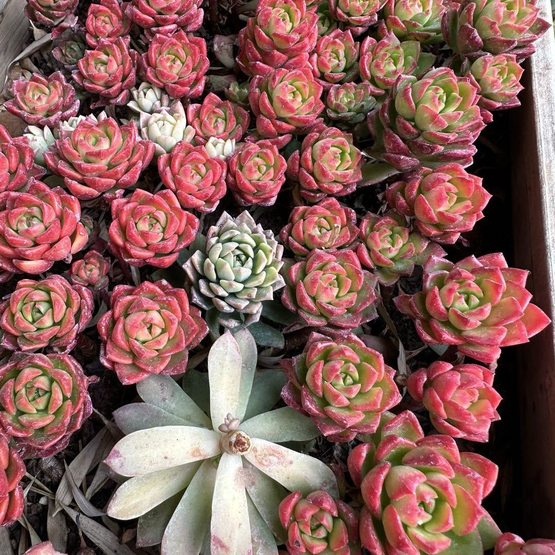 Yuyan Cao (曹誉严)