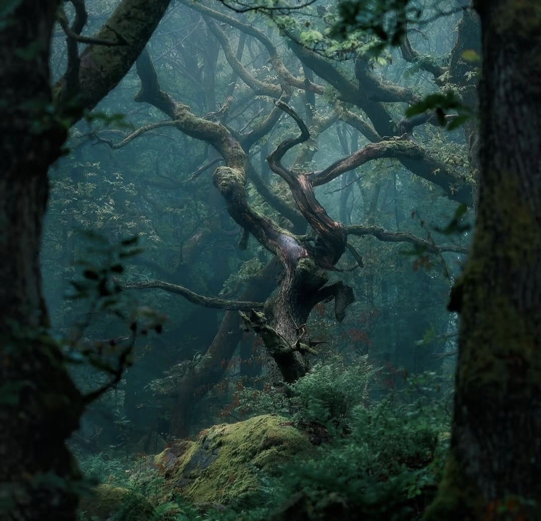 Jiayu Yu (余佳宇)