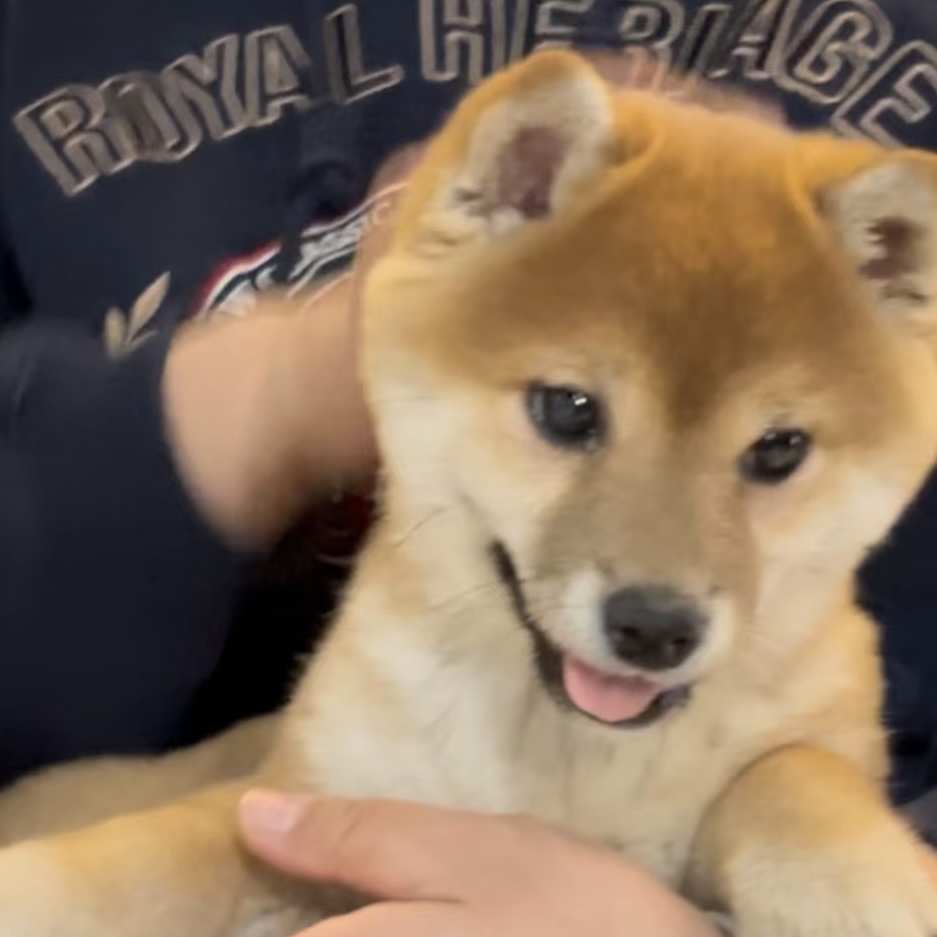 Zhihao Li (李志豪)