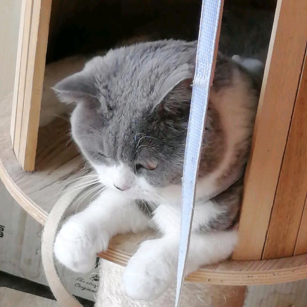 Jiarui Li (李家瑞)