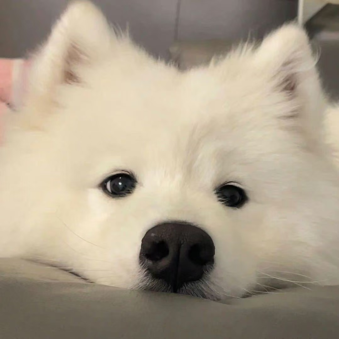 Gaocheng Qu (瞿高丞)