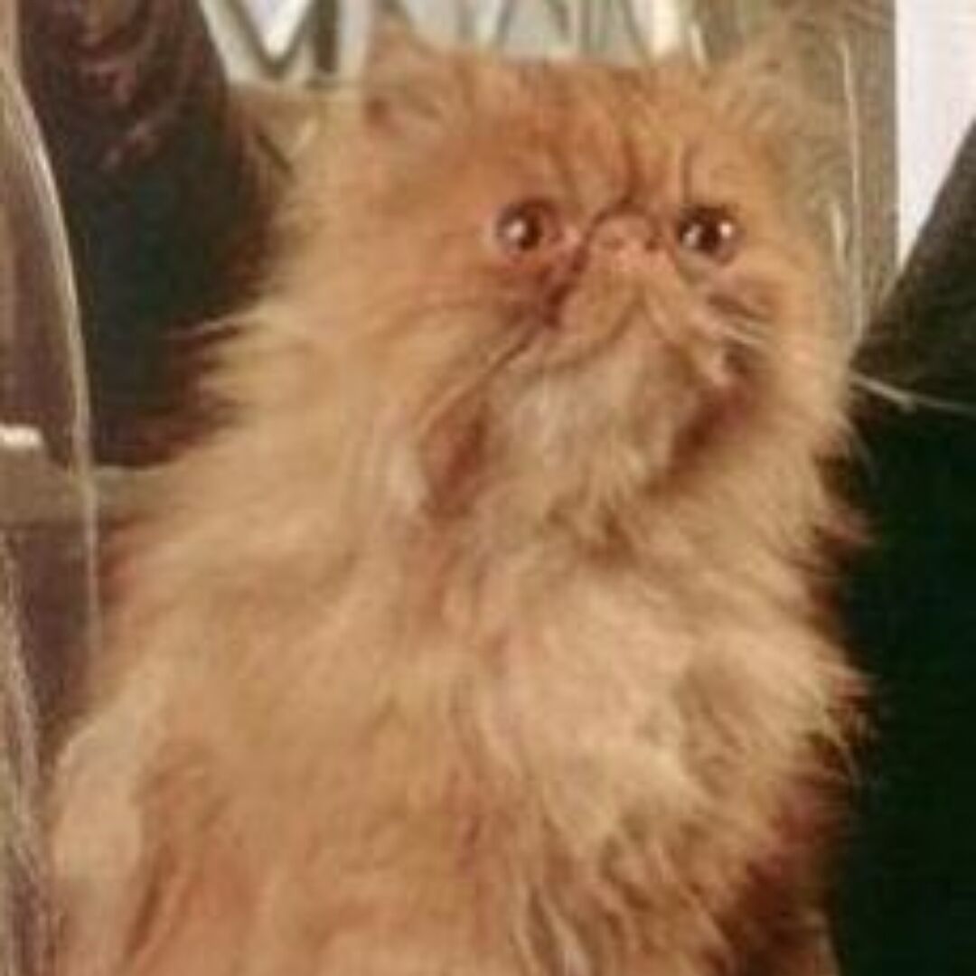 Liangyu Cai (蔡良语)