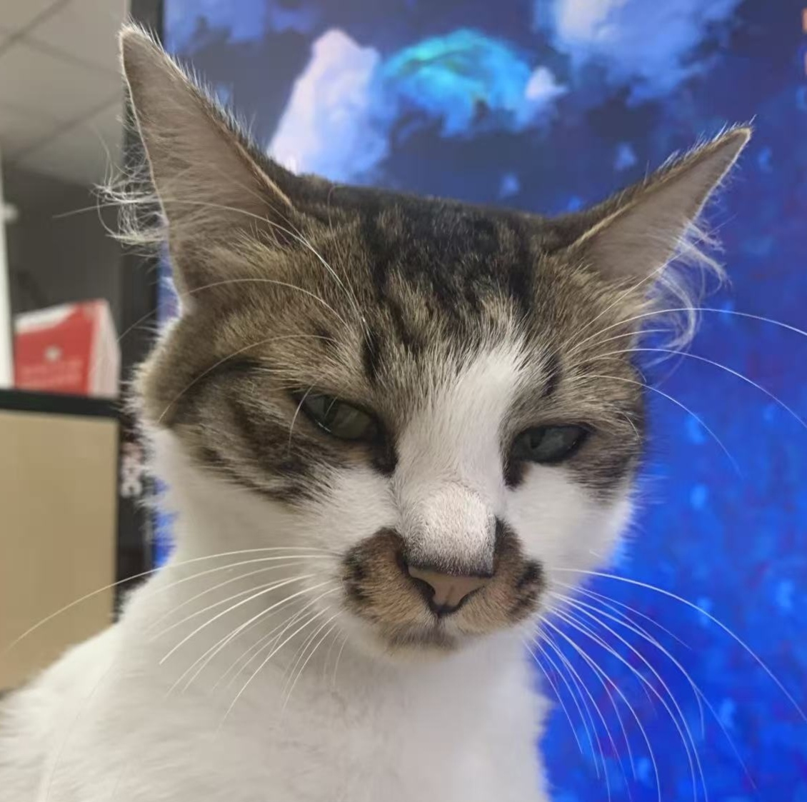 Zilun Lin (林子伦)